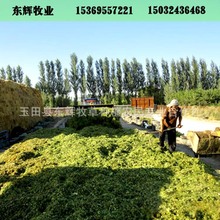 玉米秸稈基地供內蒙古北京山西玉米秸桿青貯飼 料壓塊青貯飼料