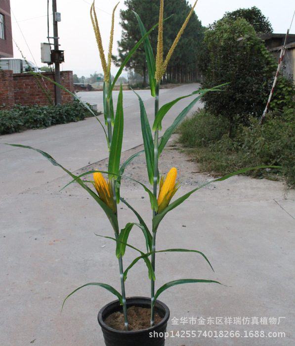 XRB-173 174玉米单枝9叶1果150厘米(春