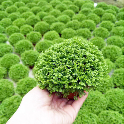 [Supplying base]Fern Botany Small potted Happiness grass Qingren Cao Potted plant  A80 )Coral fern green