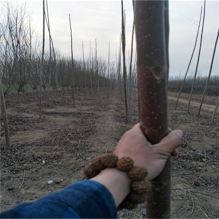 865EF98A6523672ACC5BE550FFD124