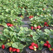 基地草莓苗  品種多樣章姬紅顏草莓甜寶草莓苗批發