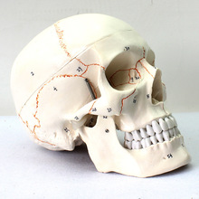 头颅模型 3部分带数字标识头骨头骨标准颅骨模型人体骨骼模型