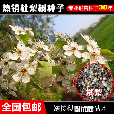 天信種業出售新鮮杜梨種子棠梨種子嫁接梨樹專用砧木