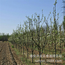 红梨树苗品种有哪些 基地出售黄金梨苗 哪里有卖晚秋黄梨树苗的