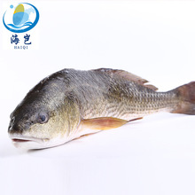 红古鱼价格-最新红古鱼价格、批发报价、价格大全- 阿里巴巴