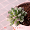 Simulation succulent plant wholesale small succulent prefecture fake green plant wall room interior and exterior decorative combinations of velvet implanted flesh