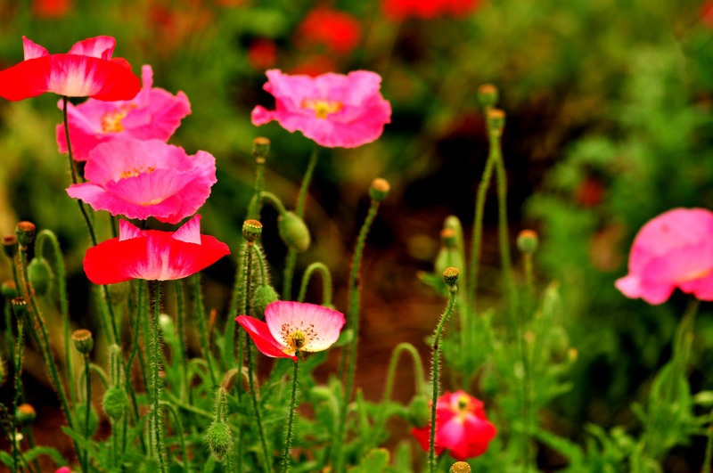 u77604631_1311a929dcdg214