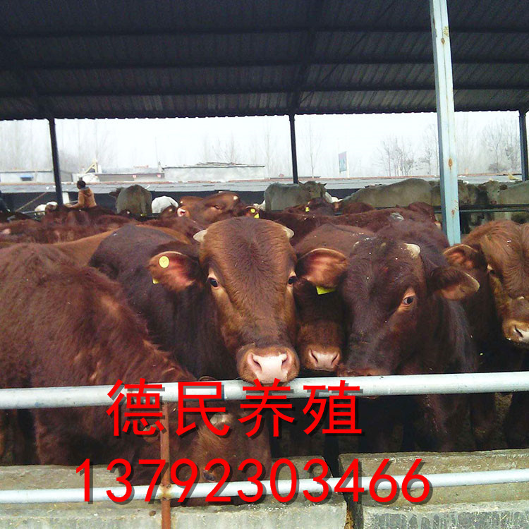 肉牛 小牛种牛价格 肉牛养殖场利木赞牛价格多少钱一头