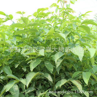 ���س���  �S�x������ ��Ƥ���Ҙ�  ������Ҙ�