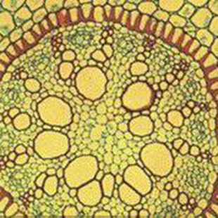 ������Ƭ�˱����M����Ƭ-����M����Ƭ