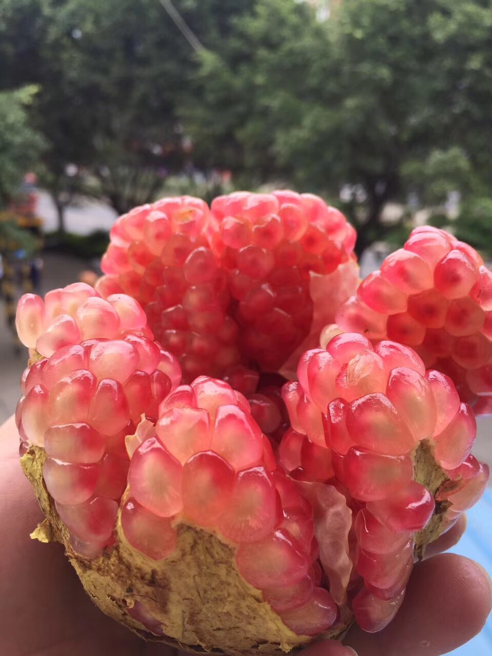 四川会理青皮石榴大果5斤新鲜孕妇水果籽大多汁石榴一件代发