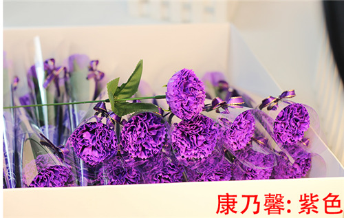 康乃馨紫
