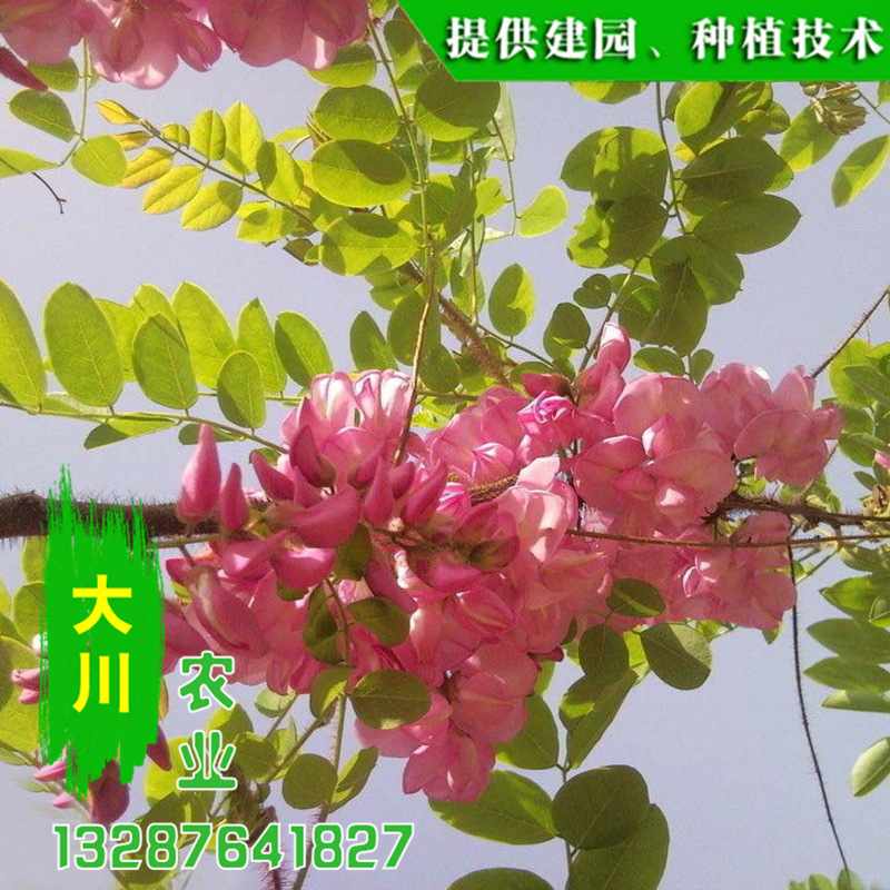 红花刺槐9