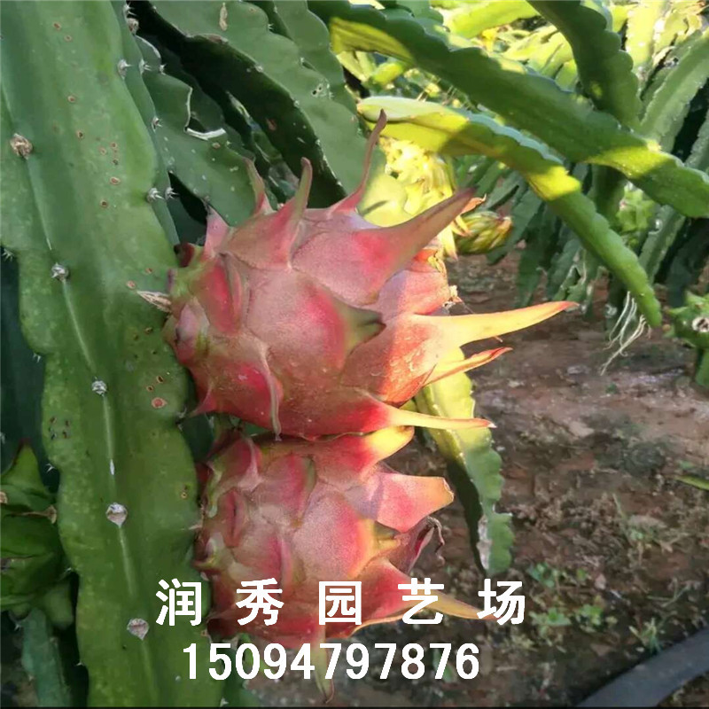 火龙果