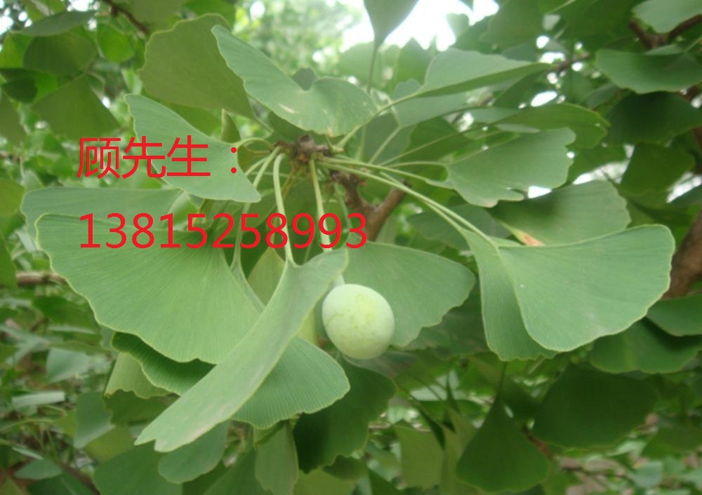 银杏64.8k显示添加广文本