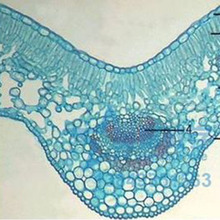 ֲ����Ƭ�������x��Ƭ-׃���x�bƬ�@΢�R