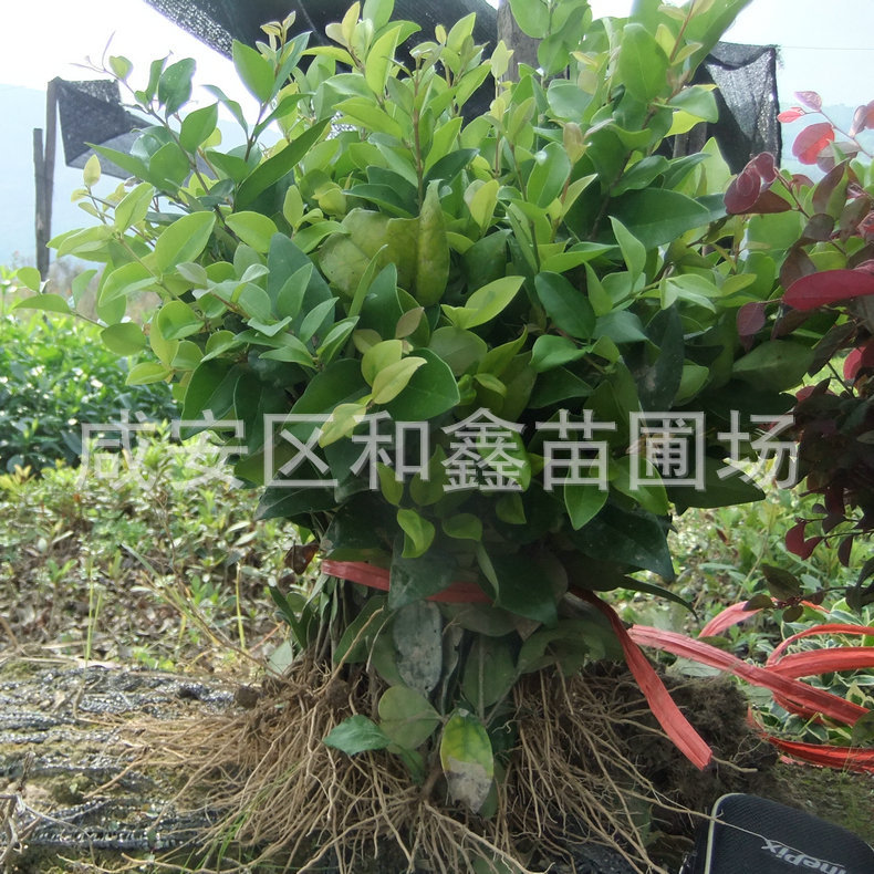 厂家批发 杜鹃毛球 杜鹃树 杜鹃球园林绿化工程 品种多样