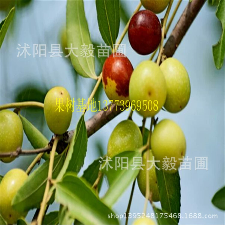 Рассада фруктовых деревьев Чжаньхуа Дунзао Цзиньси Мед Мармелад Киси Мармелад Рассада Прививка Юг и Север Посадка Рассады