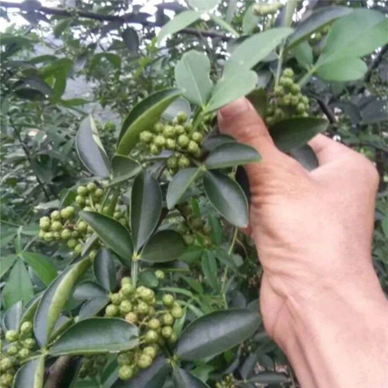 [微信图片_20170902194741]