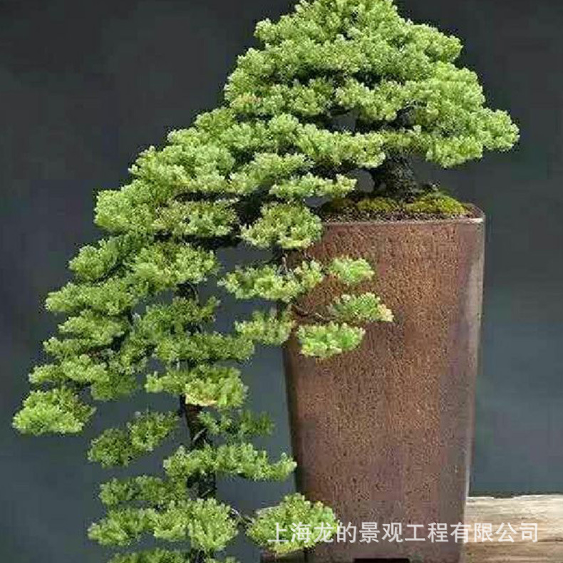 ���Ҷ��Ƽӹ��������⻨ʽ�����̳����о���԰�ֹ㳡���ֻ���װ��