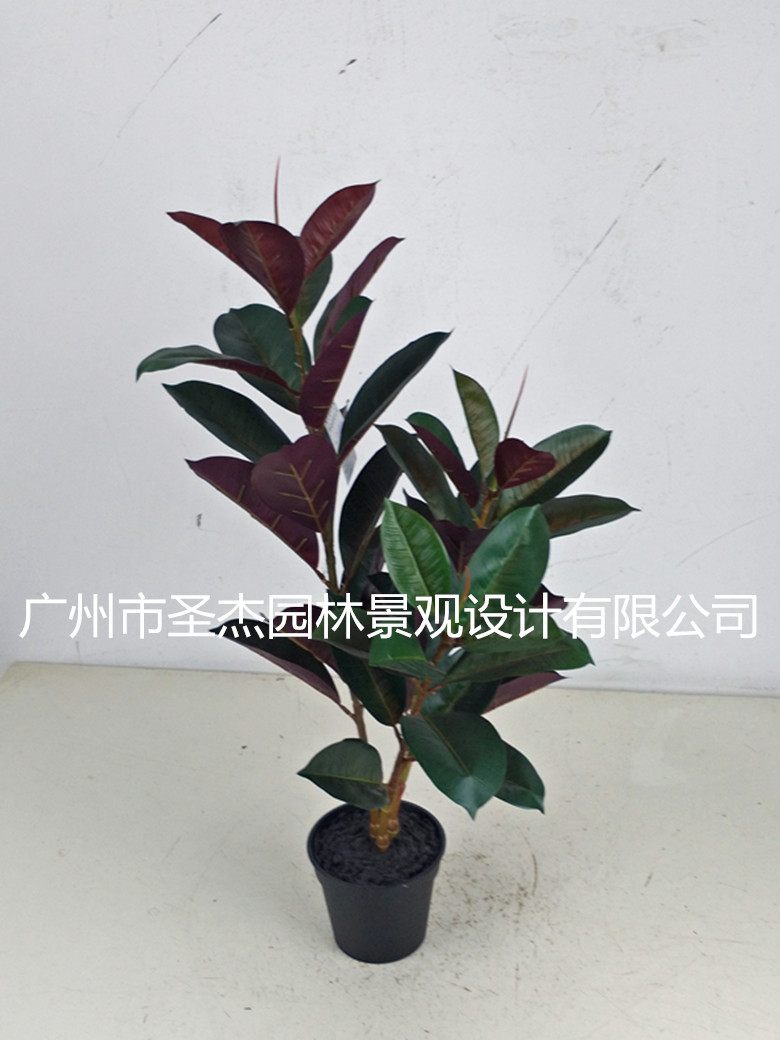 3杆橡树 红杆 70公分(10)_副本