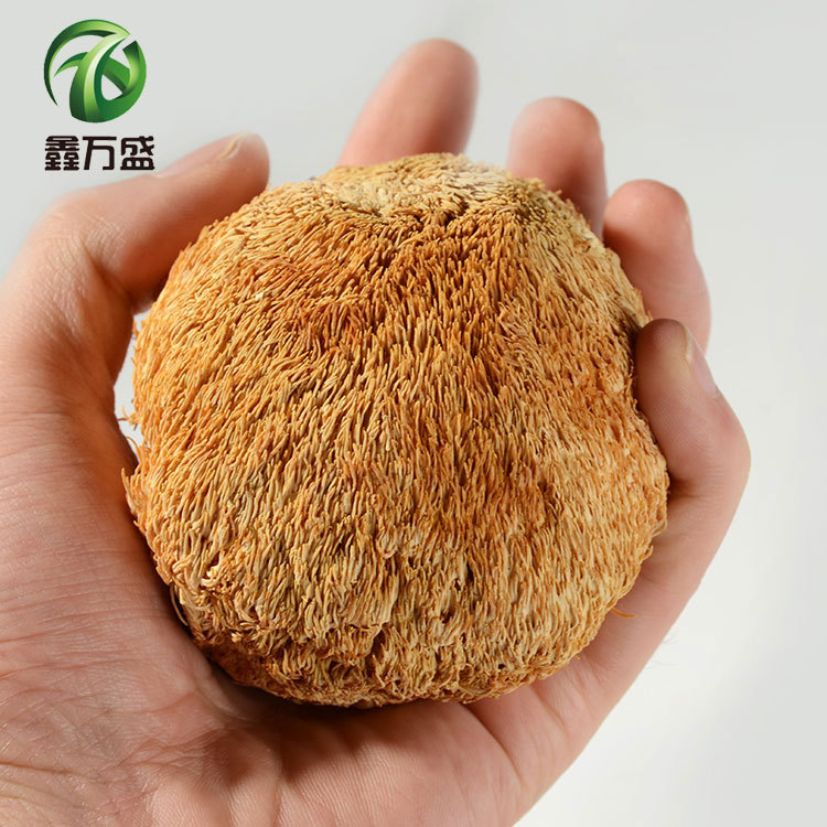 Wansheng mushrooms dried food wholesale Fujian specialty Large Hericium 500g bulk new goods