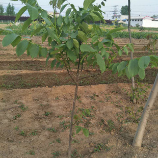 �N��Ԫ�S������ Ҏ����Ӻ����� �S�a�ԏ�Ԫ�S������ �gӭ��ԃ