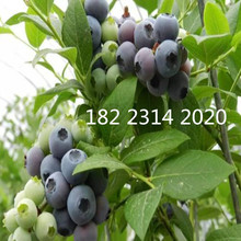 貴州藍莓果樹苗木批發采購價格圖片嫁接優質兔眼 藍莓苗