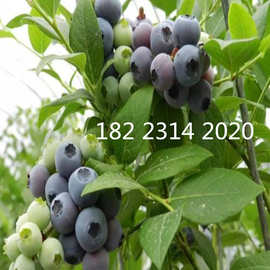 泰安蓝莓果树苗木批发采购价格图片嫁接优质兔眼 蓝莓苗