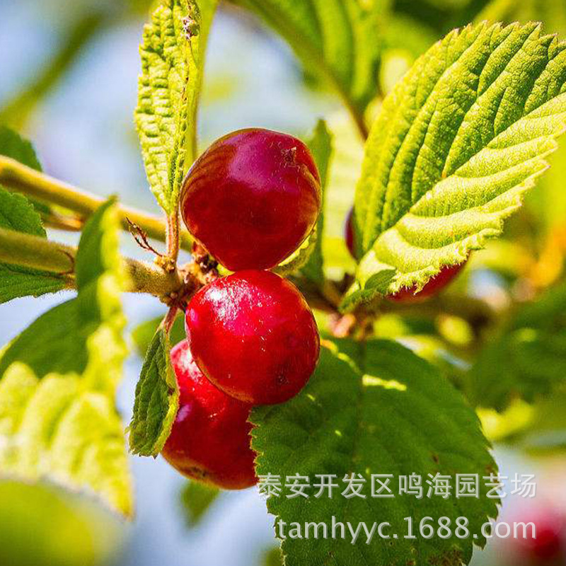 俄罗斯8号樱桃苗 (7)