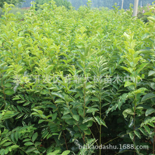 �@ˇ������  ������ �óɻ�������   �����緱������