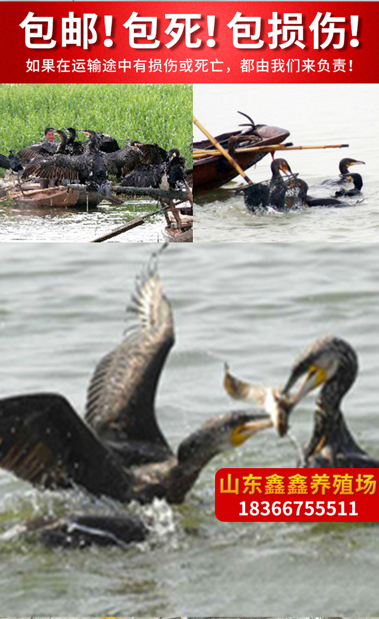 鱼鹰_08