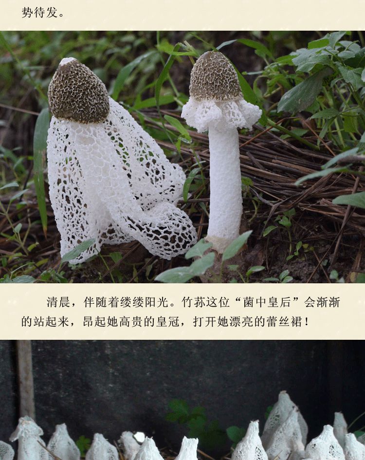 竹荪蘑菇图片大全,蘑菇图片大全大图,竹荪图片大全(第5页)_大山谷图库