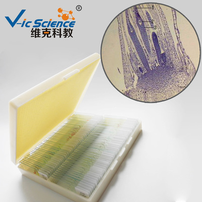 藓，颈卵器切片 生物切片 植物 生物学类 苔藓植物