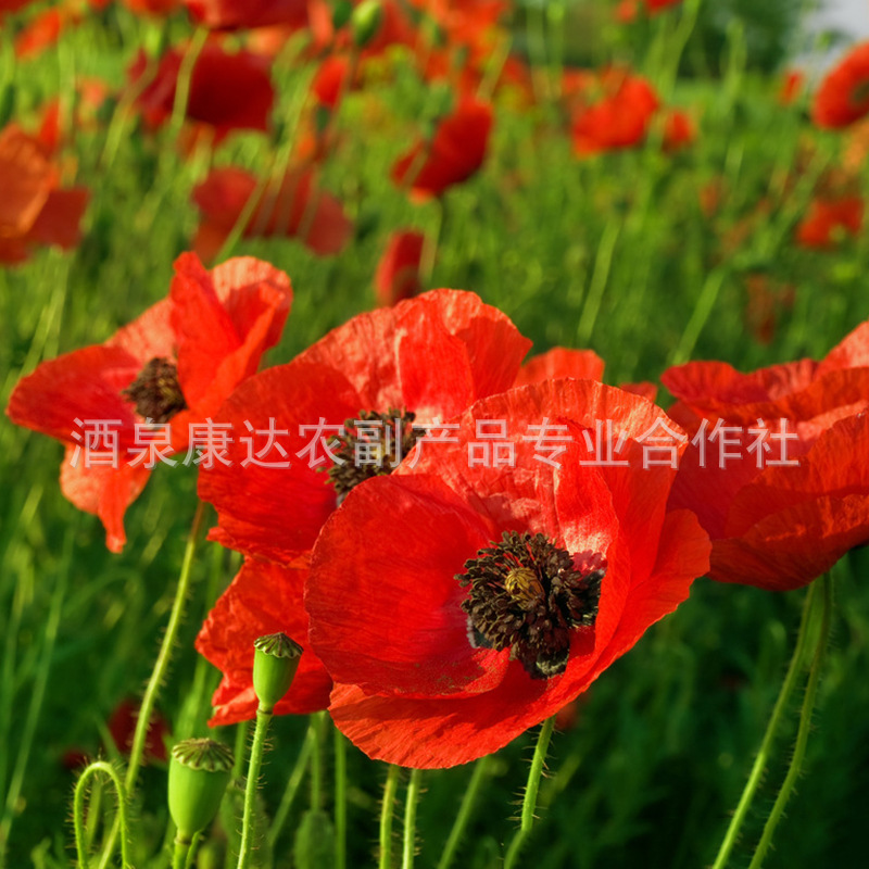 4949133_163939199000_2