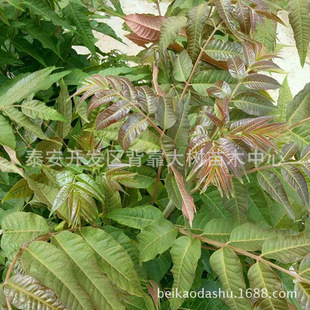 �㴻�繩������ �㴻��Ҏ�� �����㴻��Ʒ�N �t���㴻��r��