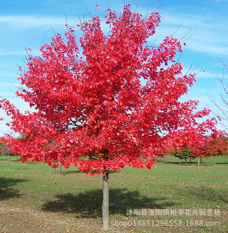 Красный клен рассада японский красный Клен Американский красный клен рассада китайский красный четыре сезона красный сад озеленение красный клен красный танцор растение в горшке