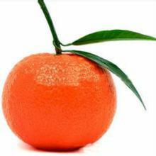 桔子树价格_最新桔子树价格\/批发报价_桔子树