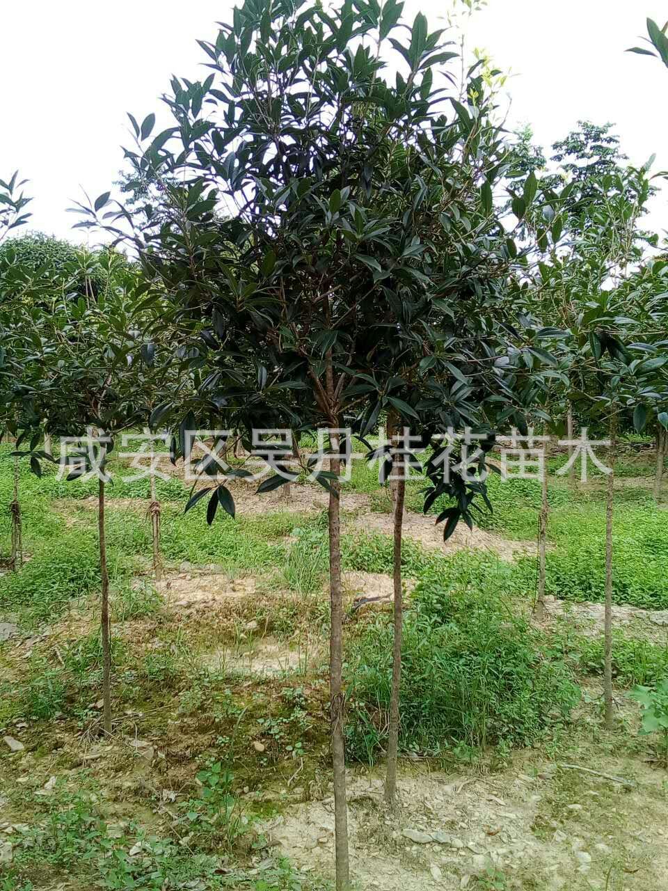 mmexport1504398455998