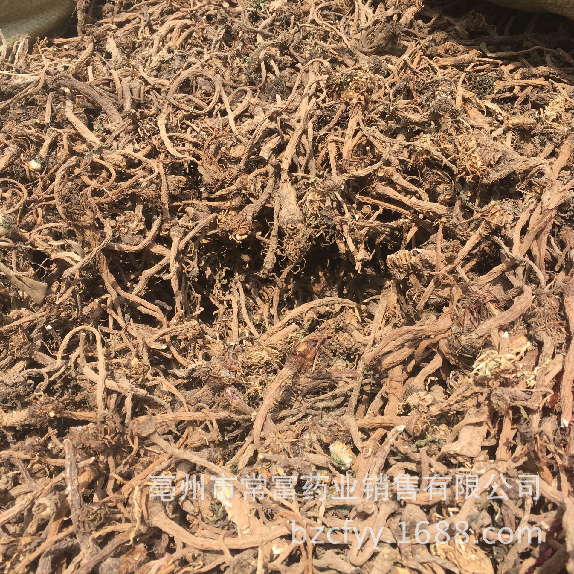 Dandelion Root Tea Pu Gong Ying Gen Washed Dried Roots for Herbal Infusions and Decoctions 500g in use