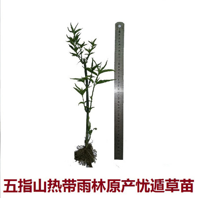 Small tip leaves Five Fingers Grass seedlings Excellent Shield selected Produce One proxy