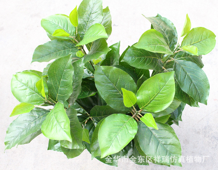 XRB-170鍗曟灊棣欐灉鏍戝彾22鍙??