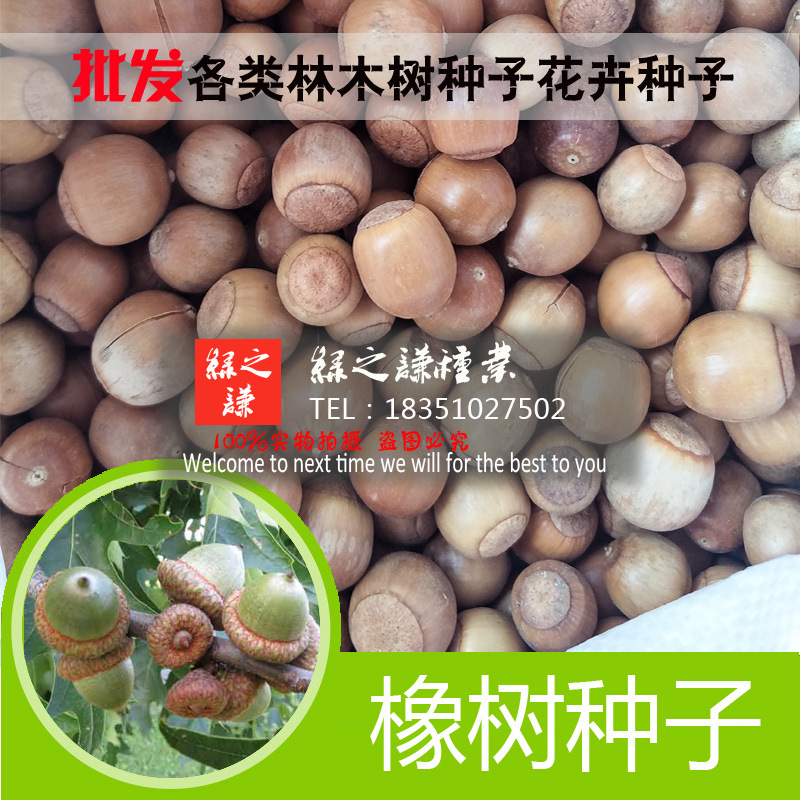 批发新采绿化行道树林木种子 橡树种子 种子