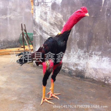 山东养殖场出售越南斗鸡 参加景区比赛的斗鸡 泰国活体斗鸡价格