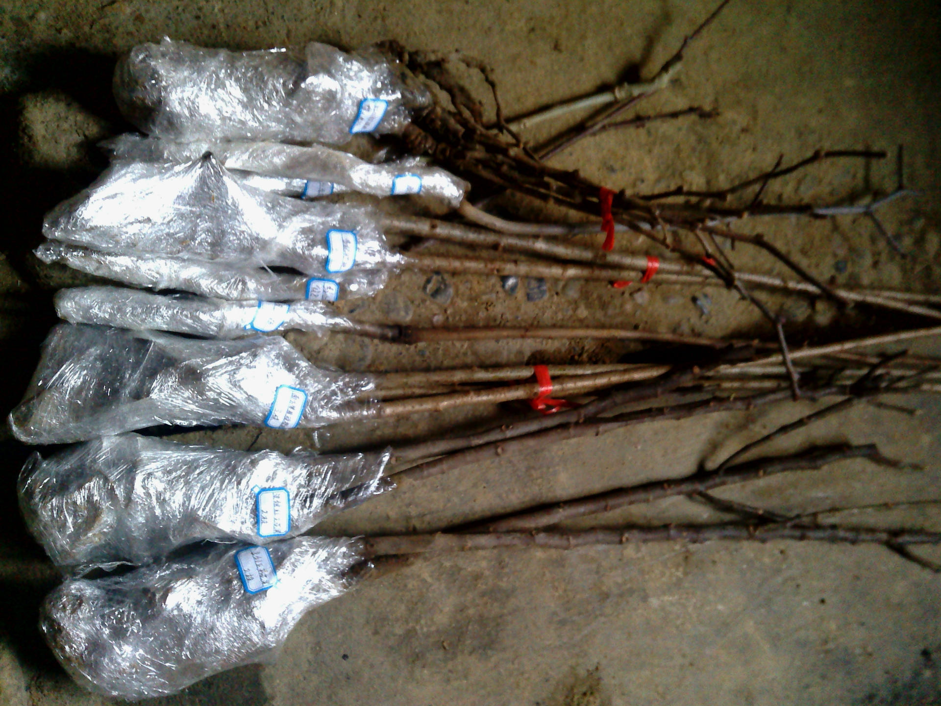 果树苗木_山东果树批发优质橘子苗 桔子苗 早