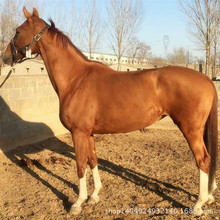 训练好的大马种马出售价格骑乘马马匹的养殖价格小马驹出售