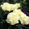 Carnations seeds 30 grains of mixed -colored potted plant flowers seeds are easy to grow perennial for four seasons