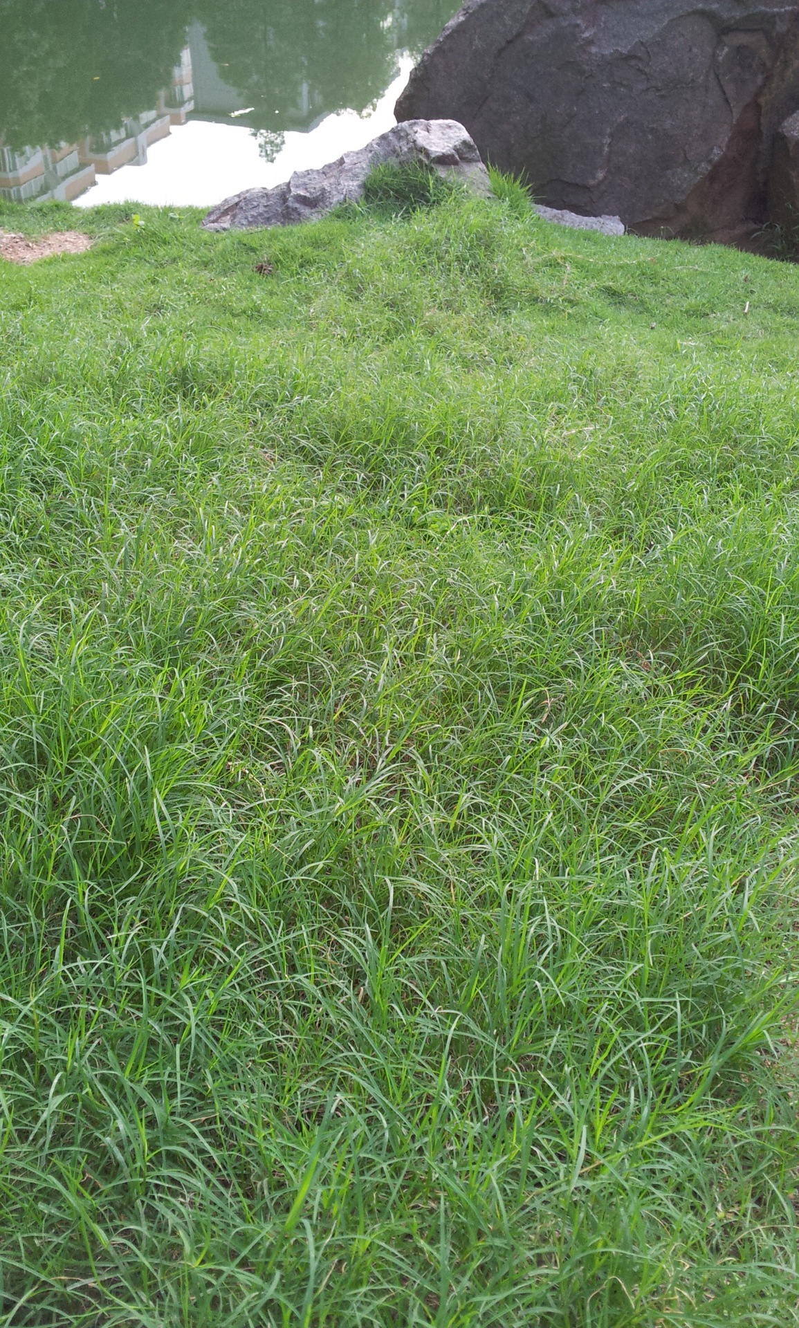 狗牙根成坪 (5)