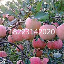 湖北蘋果樹苗木批發 采購價格嫁接紅富士 紅肉柱狀蘋果苗新品種