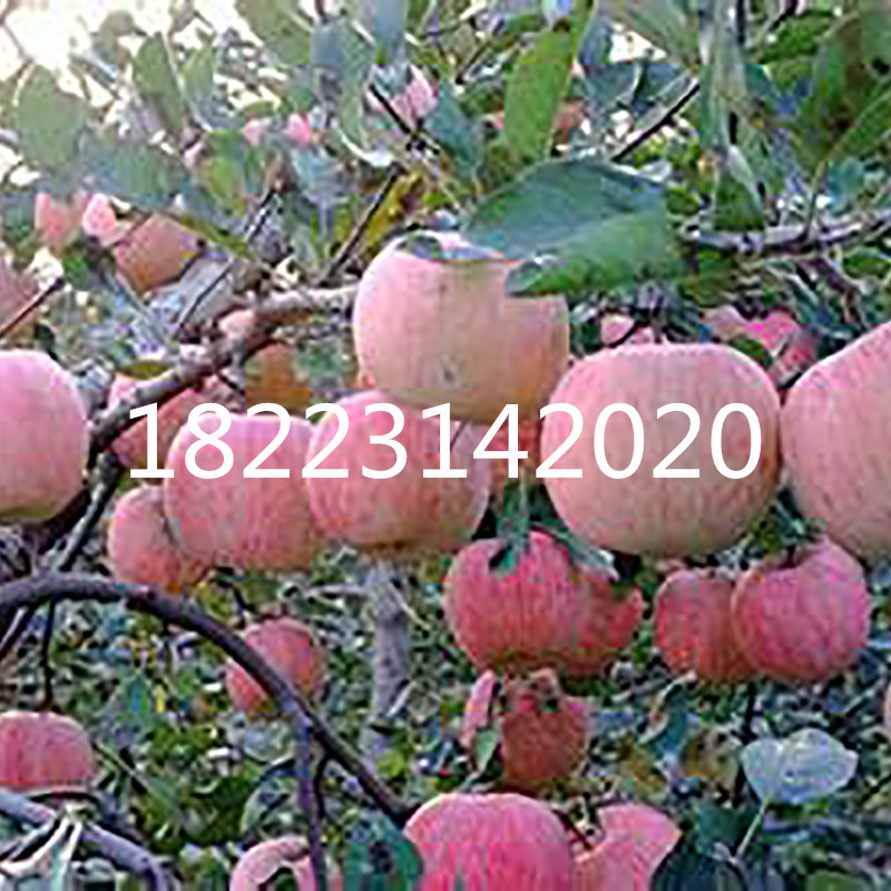 湖北苹果树苗木批发 采购价格嫁接红富士 红肉柱状苹果苗新品种